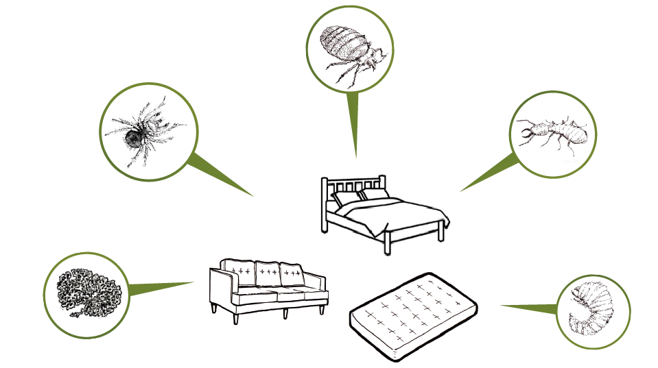 Bugs-in-furniture